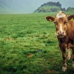 Cow Farm - Day Tours in Iceland