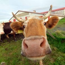Iceland Tours and Cow Farm Visit