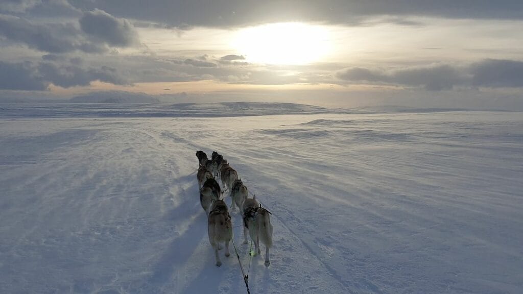 Book Snow Dog Sledding in Iceland Tour