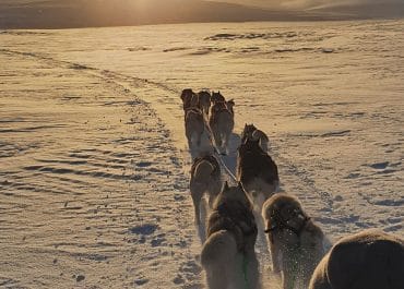 Snow Dog Sledding in Iceland