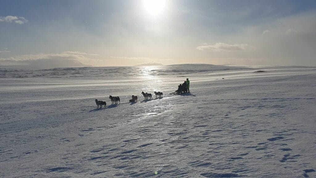 Book Snow Dog Sledding in Iceland Tour