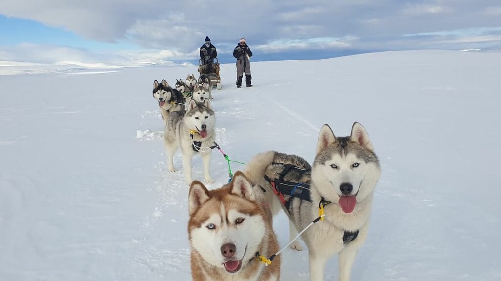Book Snow Dog Sledding in Iceland Tour