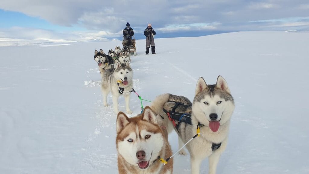 Book Snow Dog Sledding in Iceland Tour