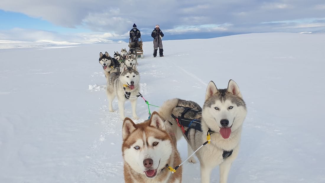 Book Snow Dog Sledding in Iceland Tour