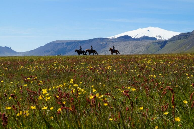 Snaefellsnes Horseback Riding in Iceland