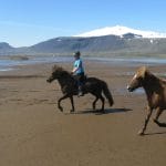 Snaefellsnes Horseback Riding in Iceland