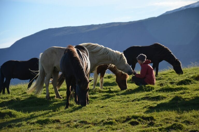 Snaefellsnes Horseback Riding in Iceland