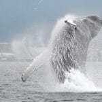 Whale Watch in North Iceland, Sea Angling & Whale Watching