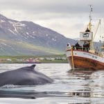 Whale Watch in North Iceland, Sea Angling & Whale Watching