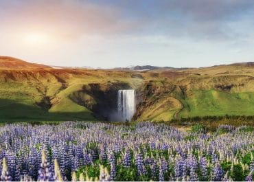 Lupines at Skógafoss Waterfall - South Iceland Tour Packages