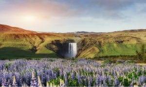 Lupines at Skógafoss Waterfall - South Iceland Tour Packages