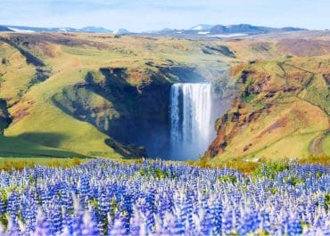 South Iceland Packages- Lupines at Skógafoss Waterfall