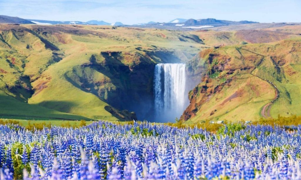 South Iceland Packages- Lupines at Skógafoss Waterfall