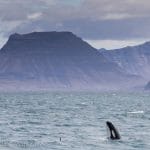 Ólafsvík Whale Watching Iceland