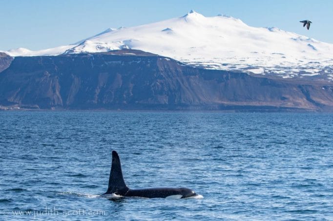 Ólafsvík Whale Watching Iceland