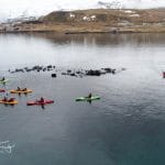 Kayaking in Grundarfjörður