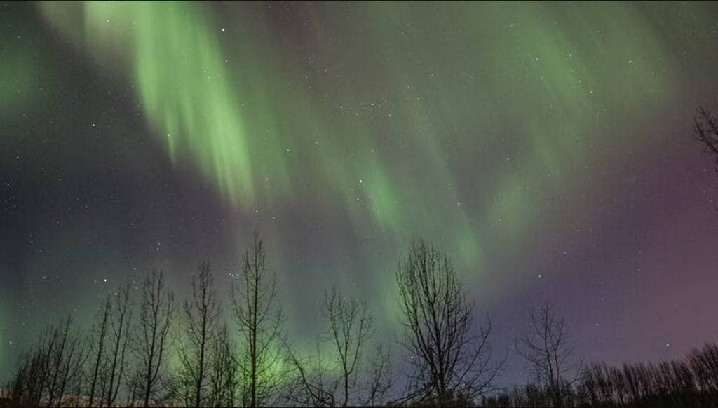 Reykjavik Northern Lights Tour, Northern Lights with Silhouetted Trees: The Aurora Borealis fills the sky with vibrant colors, while silhouetted trees frame the foreground. The scene captures the beauty of the natural phenomenon against the stark contrast of dark vegetation.