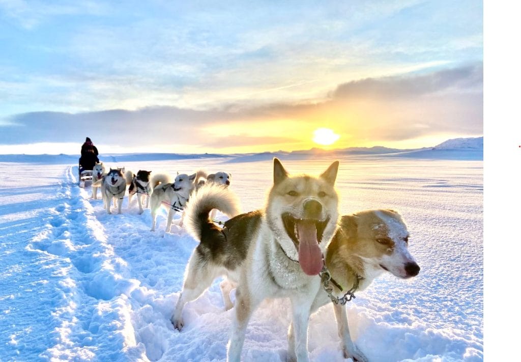 Dog Sledding in Iceland