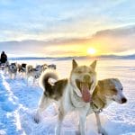 Dog Sledding in Iceland