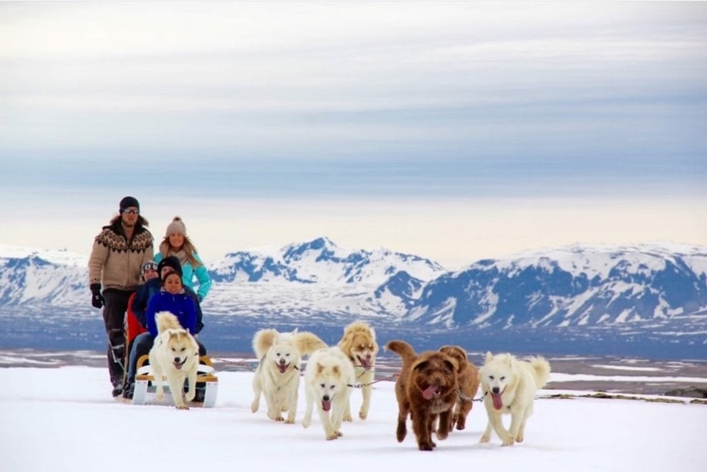 Dog Sledding in Iceland