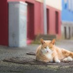 Reykjavik Cat Walk, Reykjavik's Purrfect 2-Hour Cat Walking Tour with Snacks in a Small Group