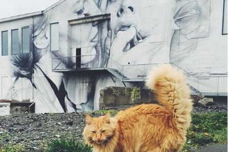 Reykjavik Cat Walk, Reykjavik's Purrfect 2-Hour Cat Walking Tour with Snacks in a Small Group
