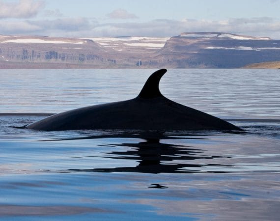 Whale Watching in Ísafjörður