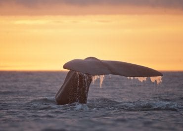 Midnight Sun Whale Watching in Iceland