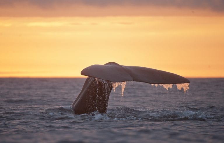 Midnight Sun Whale Watching in Iceland