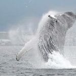 Hauganes whale watching in North Iceland
