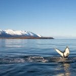 Hauganes whale watching in North Iceland