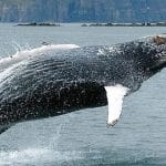 Hauganes whale watching in North Iceland