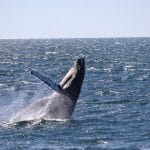 Whale Watching from Reykjavik