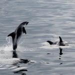 Whale Watching from Reykjavik