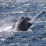 Whale Watching from Reykjavik