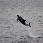 Whale Watching from Reykjavik