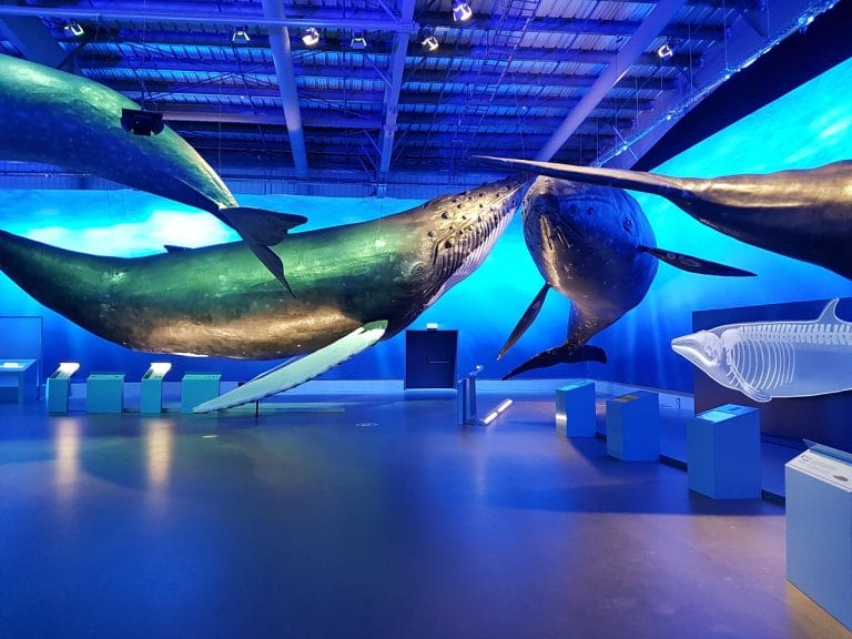 Whales of Iceland Museum in Reykjavik