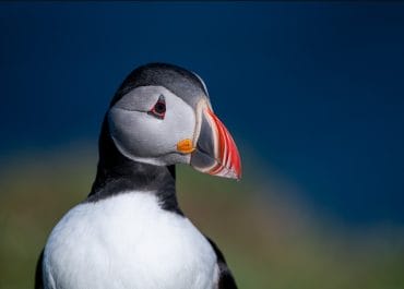 Iceland Travel Guide Puffin tour from Seyðisfjörður