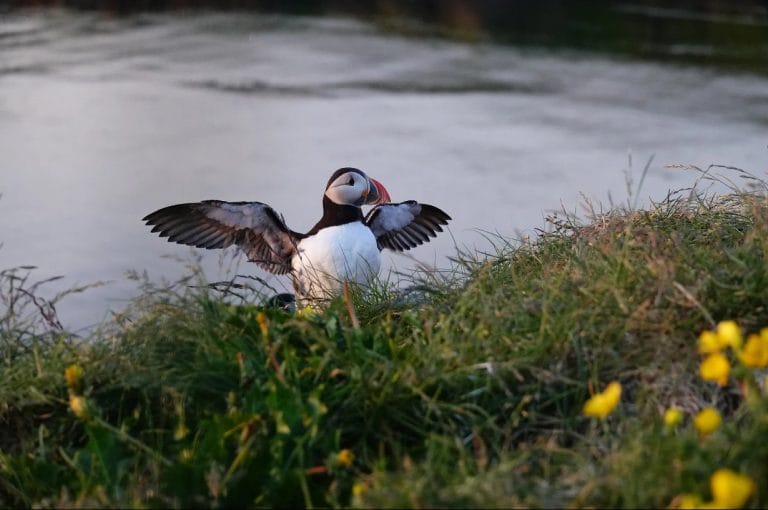Iceland Travel Guide - RIB puffin tour in Borgarfjörður