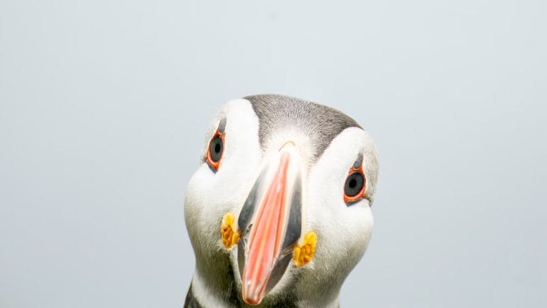 Village Puffin Marina E-Bike Tour Borgarfjörður Eystri