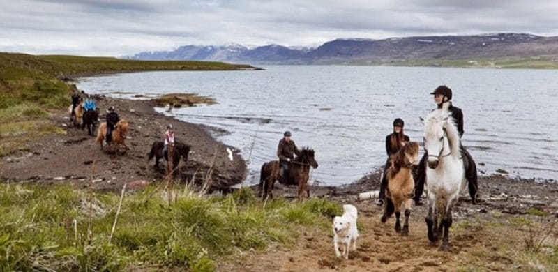 Horse Riding in Akureyri north Iceland