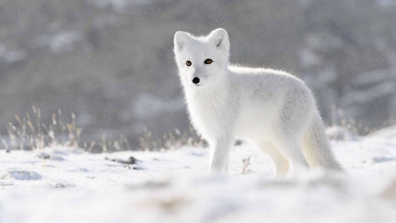 arctic fox in Iceland