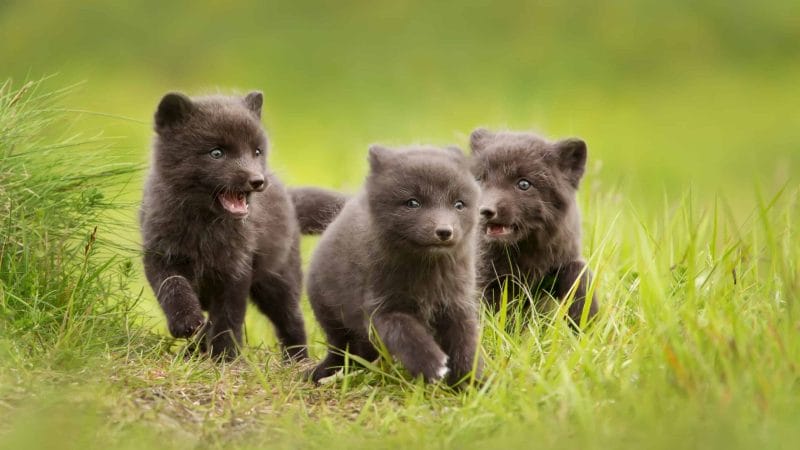 arctic fox in Iceland
