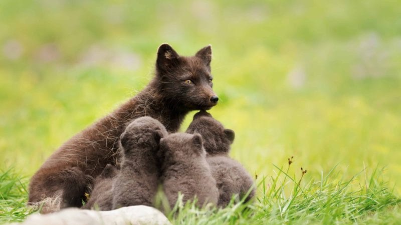 arctic fox in Iceland, wildlife in Hornstrandir, arctic fox in Hornstrandir Nature Reserve, wildlife in Iceland