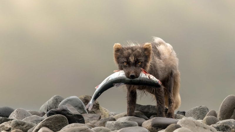 arctic fox in Iceland