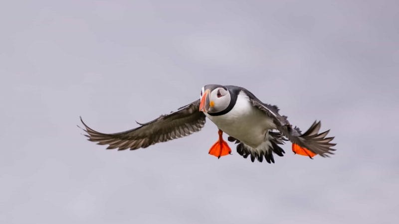 puffin flying in Borgarfjörður Eystri East Iceland