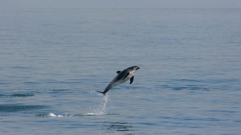 Dalvík whale watching