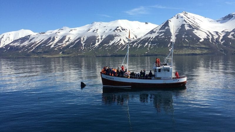 Dalvík whale watching