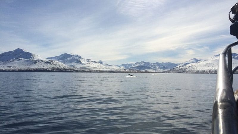 Dalvík whale watching