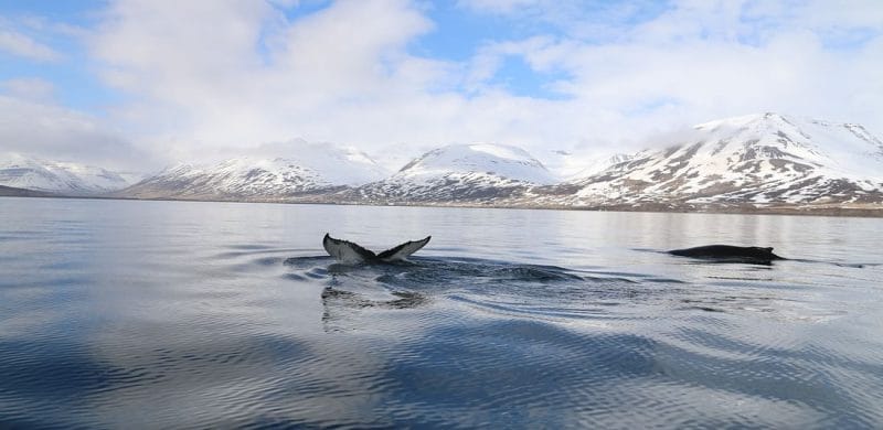Whale Watching Iceland, Whale Watching Iceland tour, Dalvík whale watching